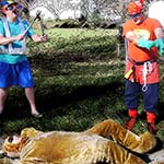 Chuckman Is Putting On His Gloves As He And Lightning Guy Prepare To Spray Or Noodle Their Pet, A Lion Lying On The Ground